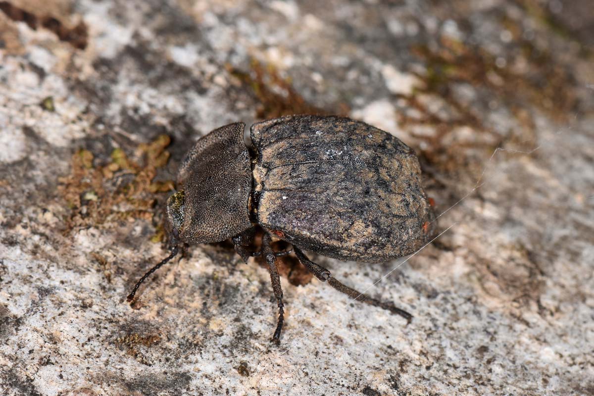 Tenebrionidae: Asida sabulosa